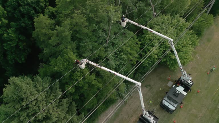 Tree and Shrub Care in Ellerslie, GA